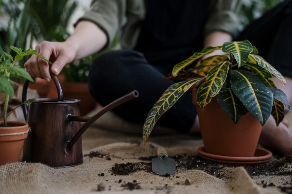 Someone's hands watering a plant - a Pexels image.