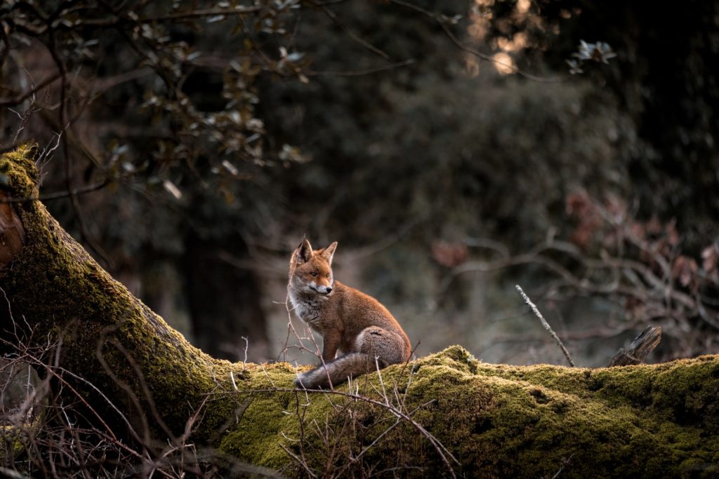 A fox sitting on a fallen tree trunk - an Unsplash image.